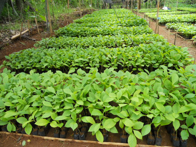 3 months old of Teak in nursery developed by SMKN 1 Kalibagor, Banyumas