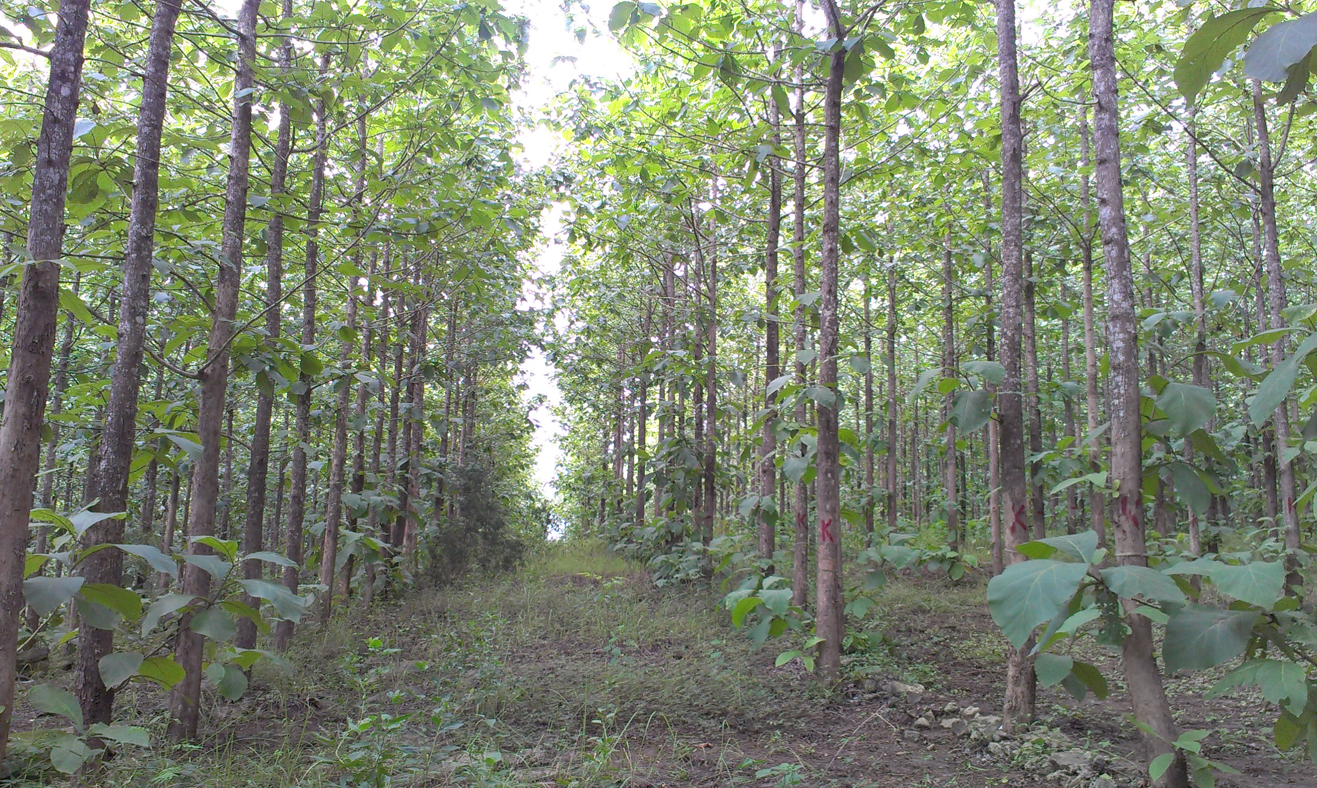 Trees to provide water, pure water and comfortable living for the planet