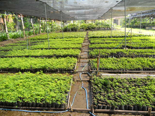 Arrangement of Sengon seedlings is placed in open access for further treatment