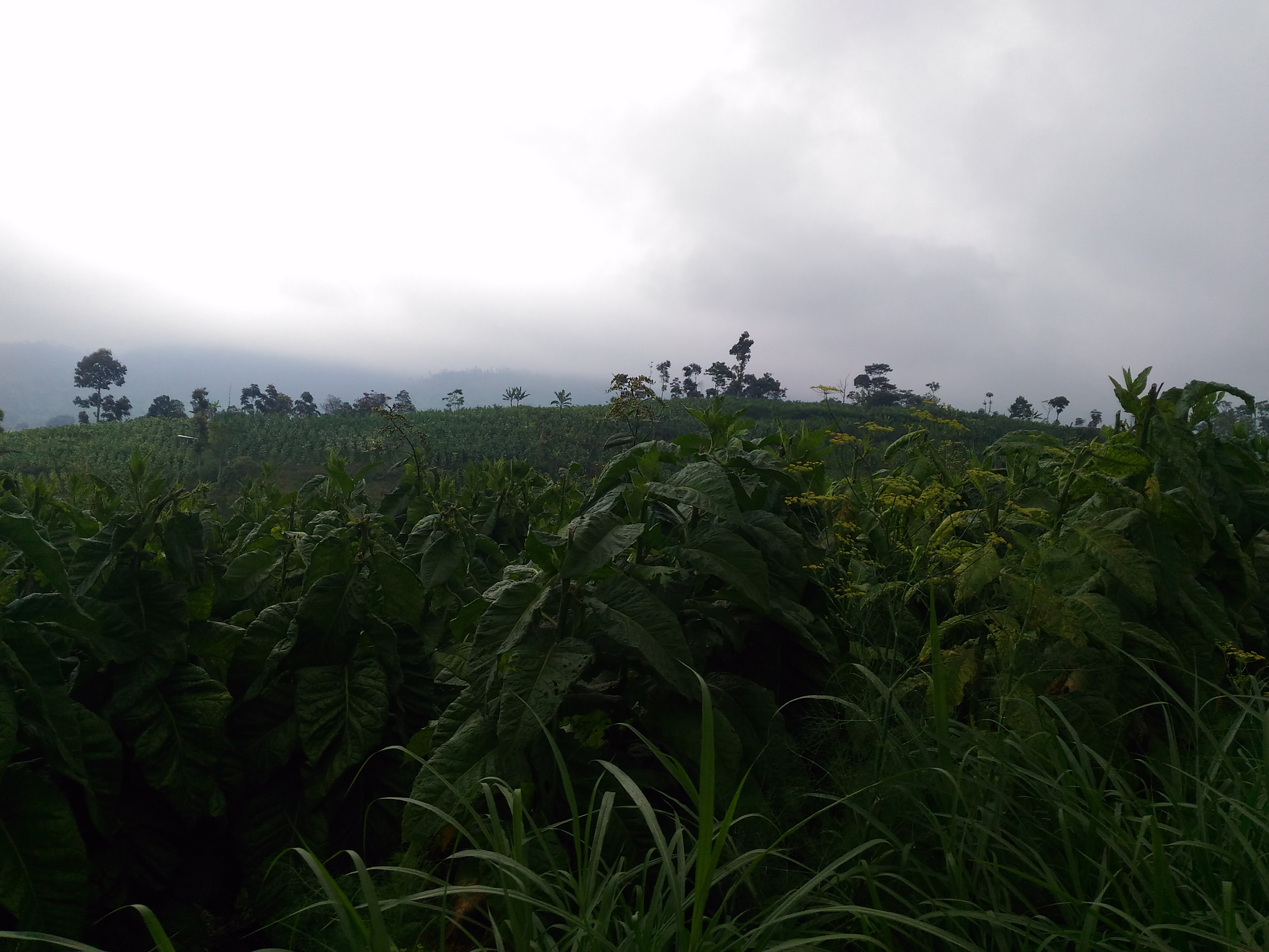 Agriculture of Boyolali