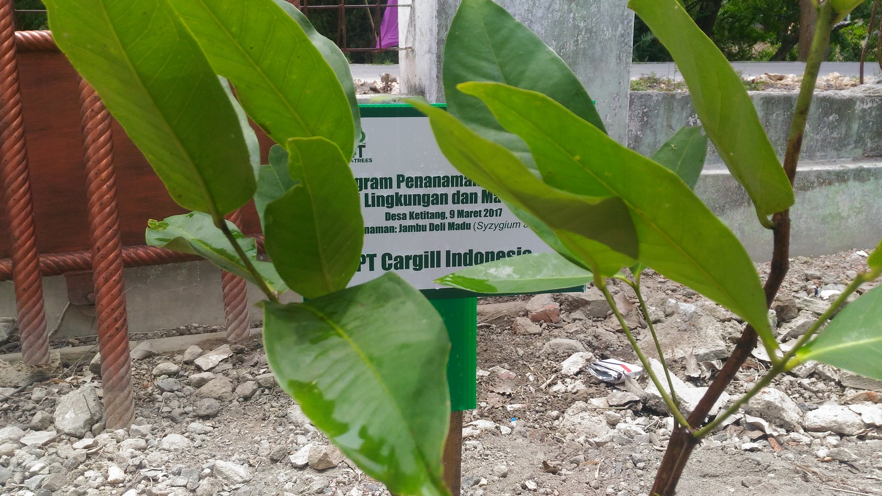 Trees Planting of 500 Jambu Deli Madu