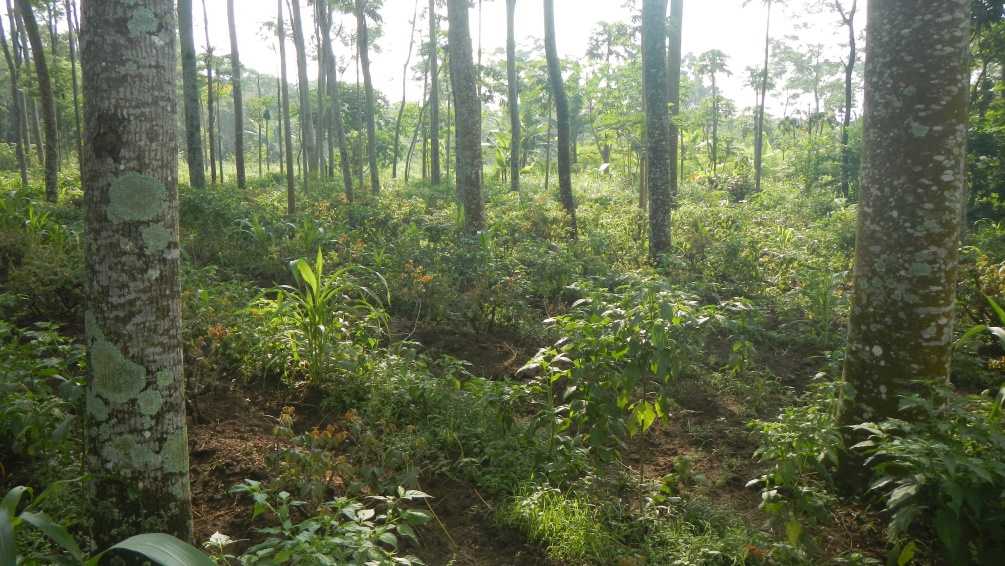 Crops planted by farmers in Boyolali