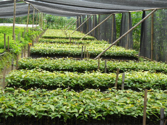 seedlings in nursery developed by Berkah Lestari Farmer Group