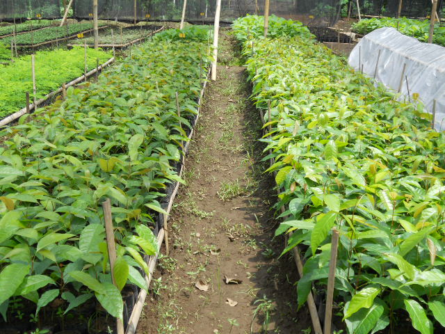  Mahogany in nursery developed by farmer group in Purbalingga