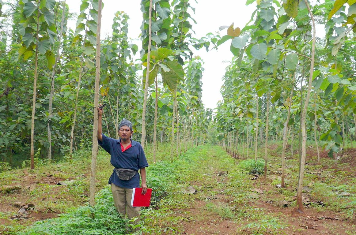 2 year old teak in a community forest