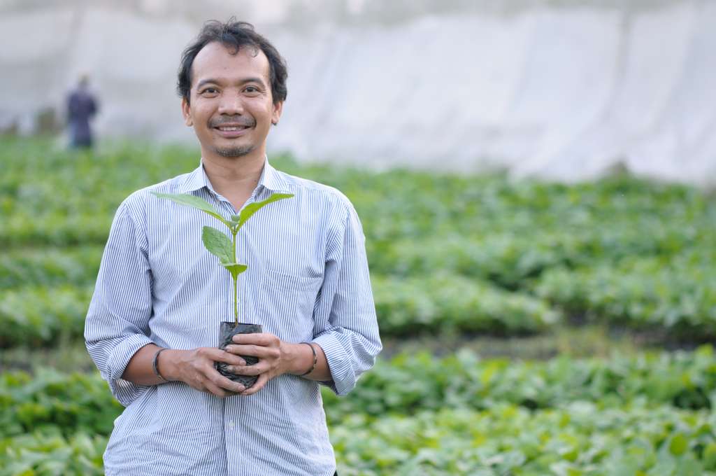 Seedlings Ready to Plant