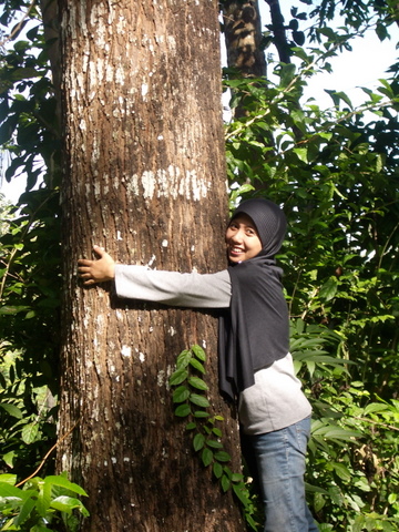 Mature Tree