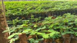 Trees4Trees seedlings Trees4Trees seedlings