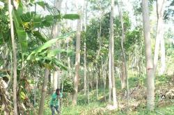 A farmer at Pati measuring trees height to calculate growth and yield
