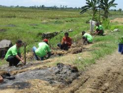 Planting 1000 Mahogany 