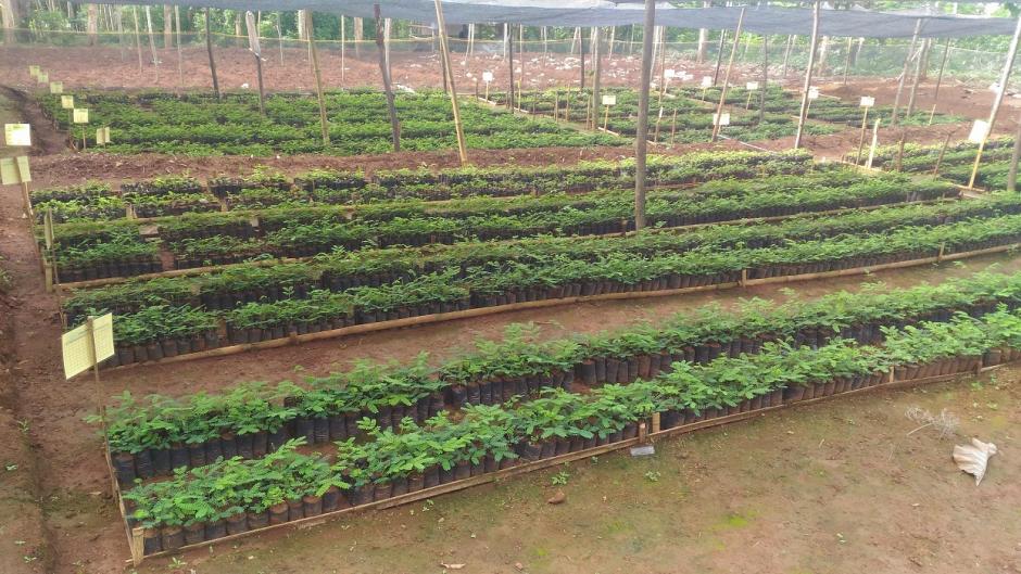 Trees4Trees seedlings Trees4Trees seedlings