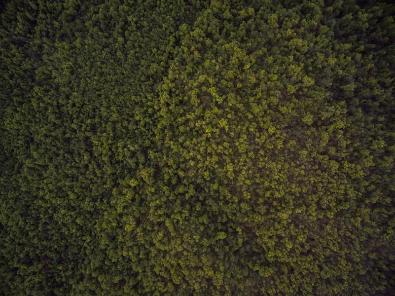 trees keep earth being sustainable forest