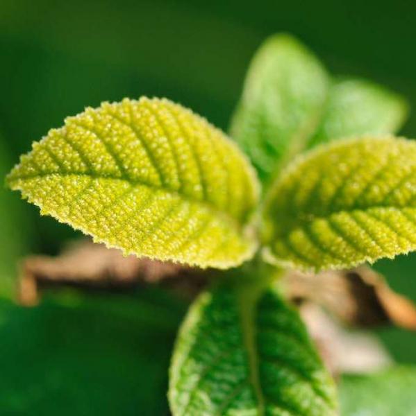Teak Seedling Teak Seedling