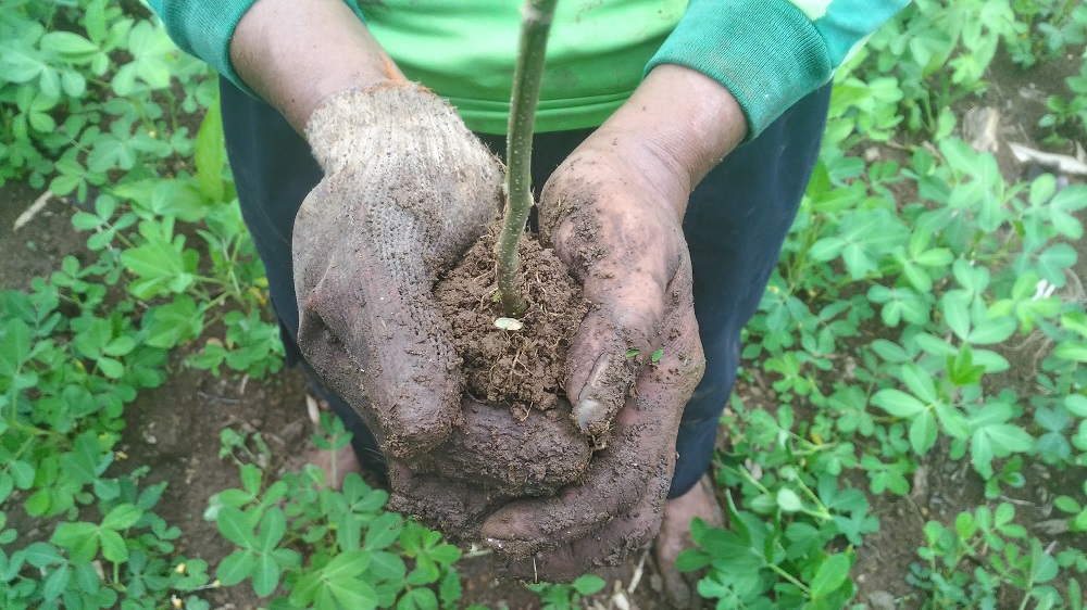 Planting, Planting, Planting! - Trees4Trees - tree planting | donate ...