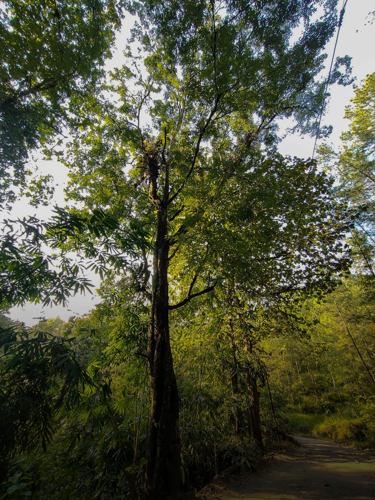 Rosewood (Dalbergia latifolia) Trees4Trees tree planting donate