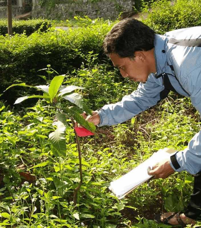 Checking Tree Planting Trees4Trees | Non-profit foundation in Indonesia to empower local ...