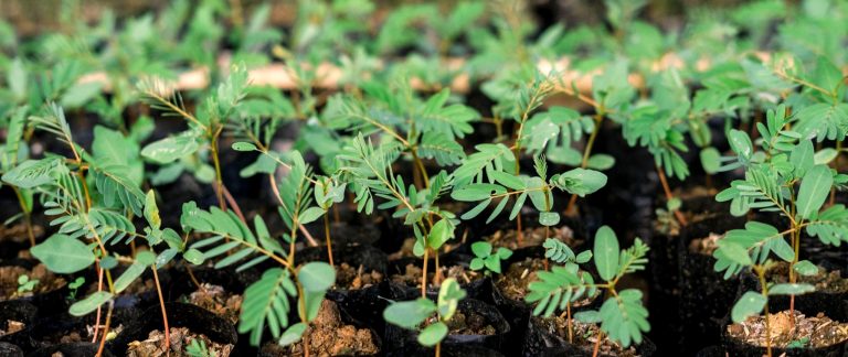 Why Plant Trees?