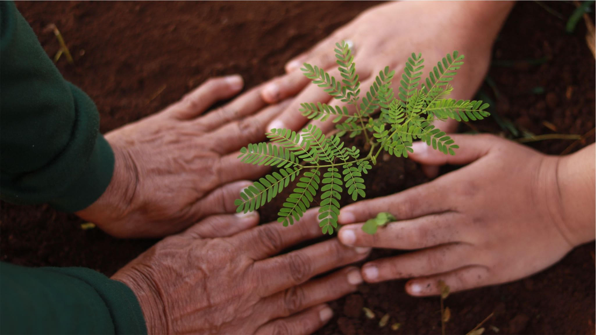 Plant a tree for future generations.