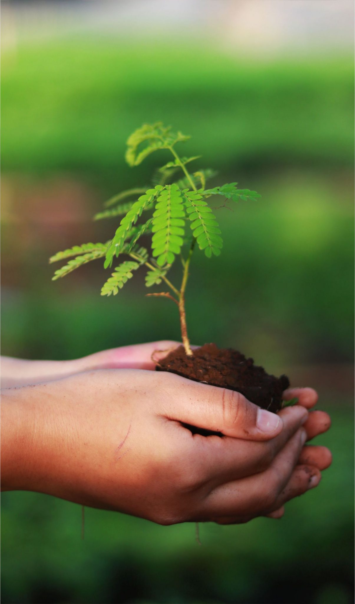 Plant a tree!