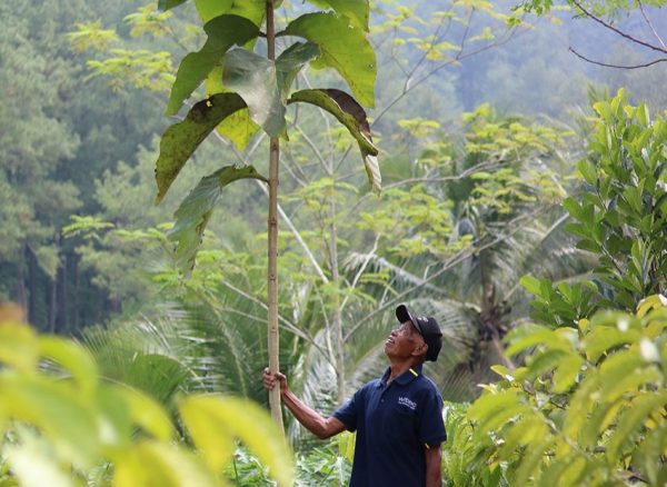 Sarpin plants trees not because of money