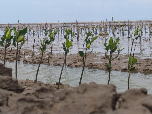 world mangrove day