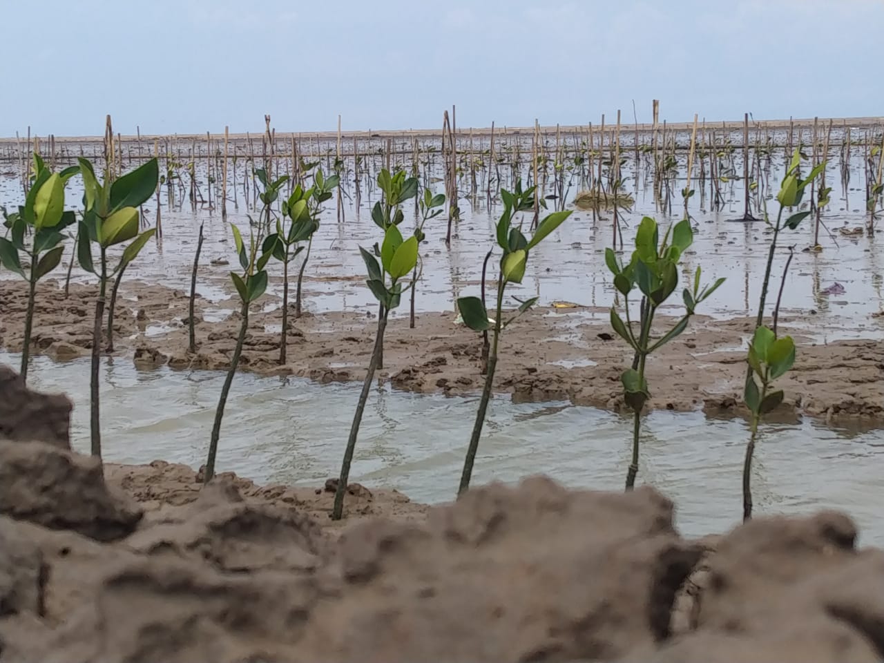 The Incredible Benefits of Mangroves Ecosystem - Trees4Trees - tree ...