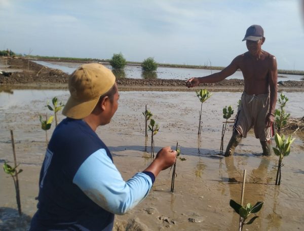 planting mangroves in Pati Central Java