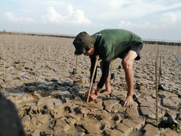 World mangrove day