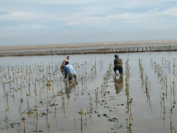 planting mangroves in Pati Central Java