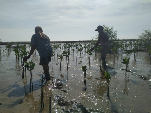 planting mangroves in Pati Central Java