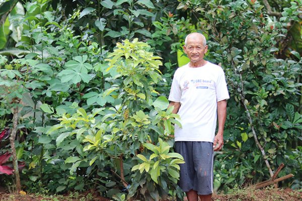 dulah plants trees in kebumen