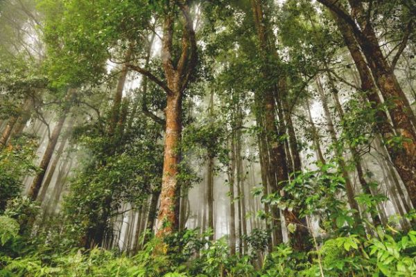 Indonesia forest cover is one of the largest in the world and a significant proportion of the world's remaining virgin forest stands.