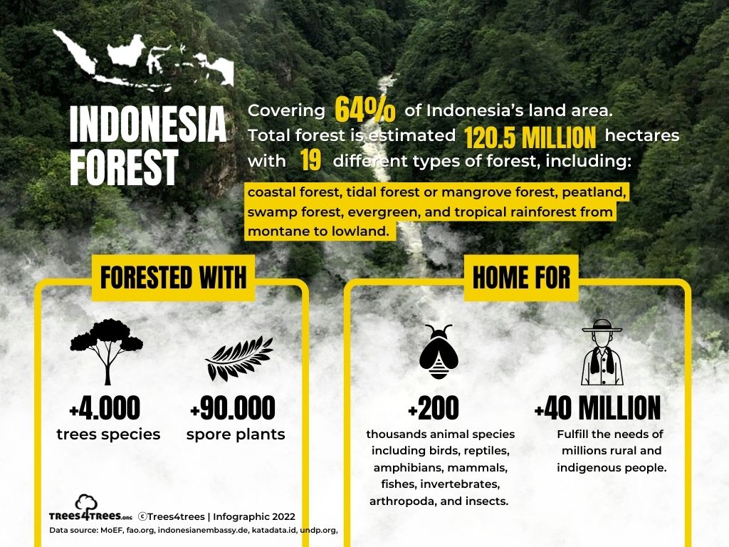 Indonesian Forest, One of the Largest in the World