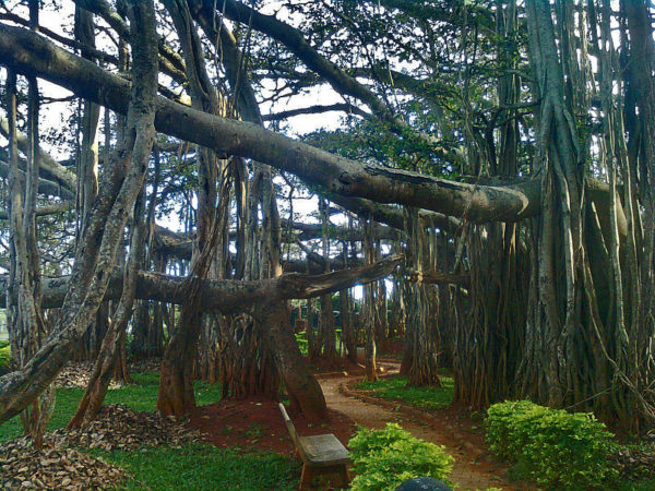 Beringin or banyan tree, synonymous as a haunted tree which has a great benefit for environment.