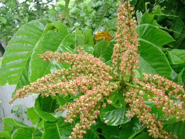 Matoa tree or pometia pinnata, Papuan tree which absorbs a lot of CO2.