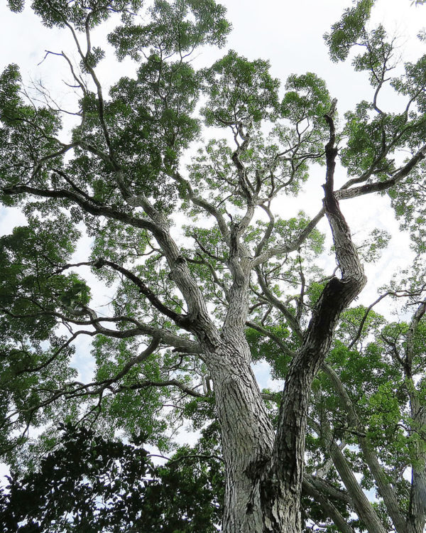 Mahogany tree