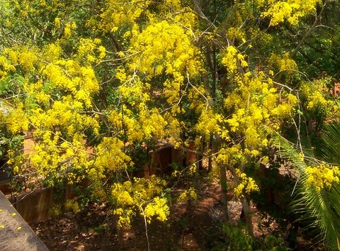 Cassia tree absorbs vast amount of carbon dioxide.