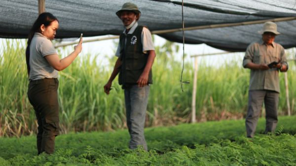 fairventures worldwide visited trees4trees nursery in pati central java for reforestation comparative study in pati central java