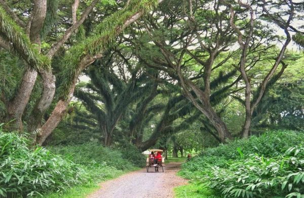 Trembesi trees absorb the highest carbon dioxide