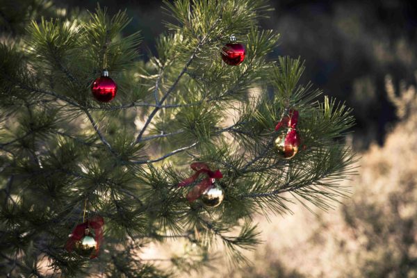 7 Ways to Celebrate Sustainable Christmas and New Year