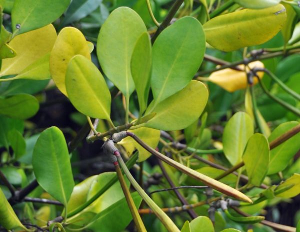 Mangroves in Indonesia and Their Benefits