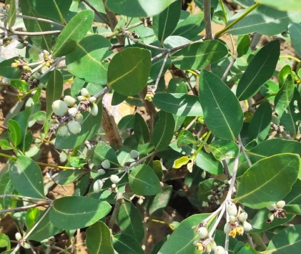 Mangroves in Indonesia and Their Benefits