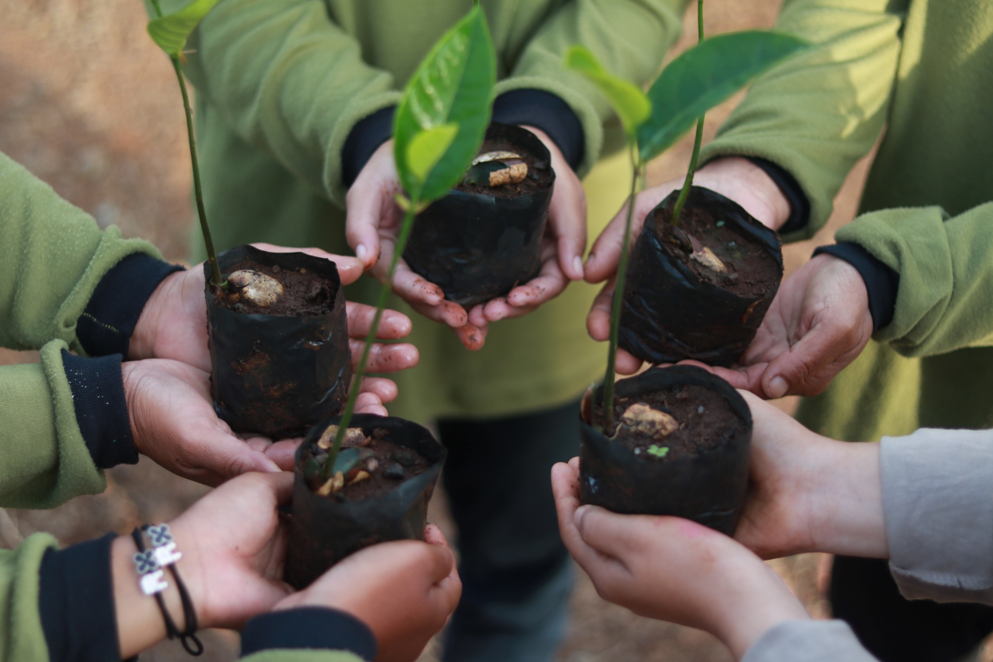 10 sustainable new year resolutions blogs trees4trees