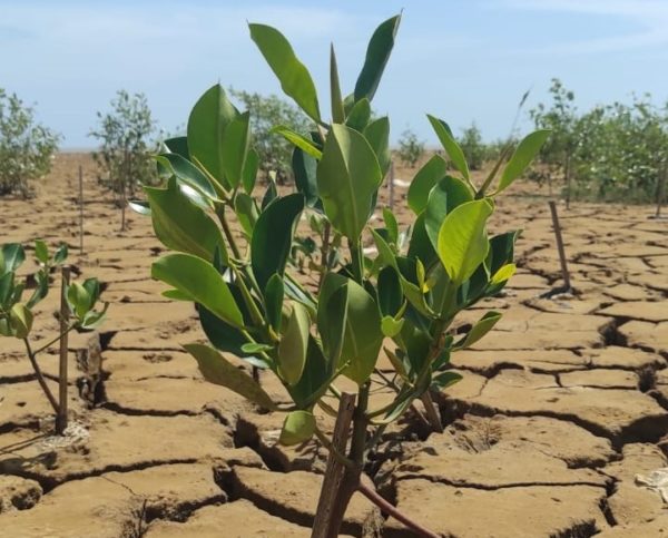 Mangroves in Indonesia and Their Benefits