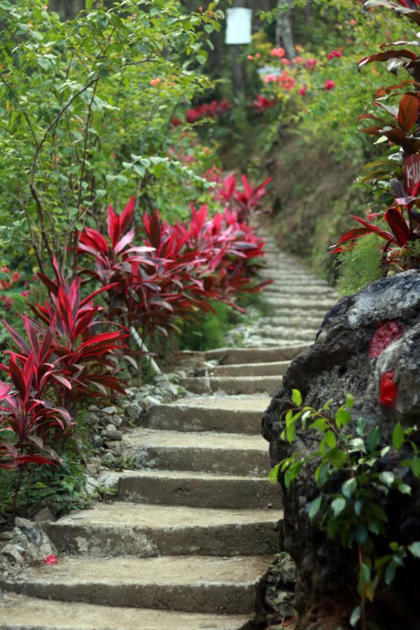 Stairs to pine forest in Curug Kedondong