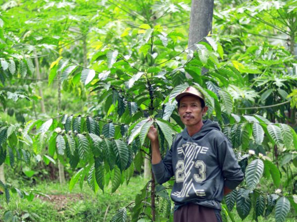 Rasito, Optimizing His Field with Coffee Trees