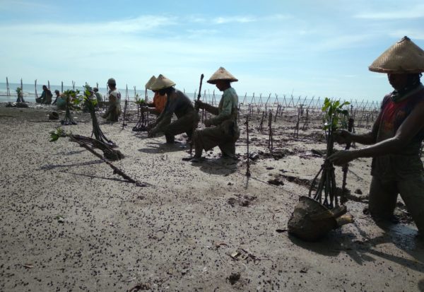 Trees4Trees has been working with local communities to replant mangroves in Central Java 