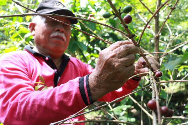 Coffee Farmer