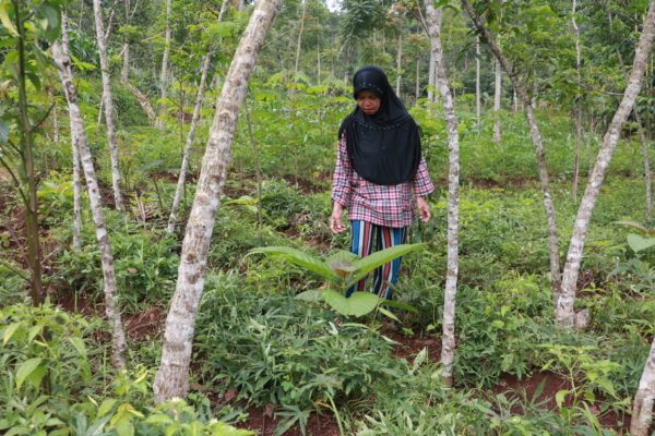 Euis Maryati: Widowed and Planting Trees to Support Her Family