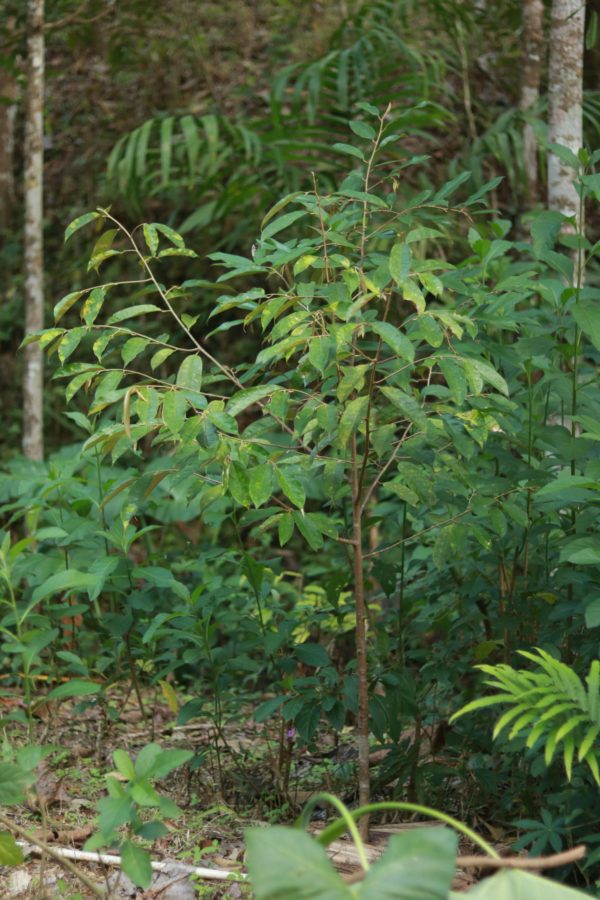 Rudraksha Trees